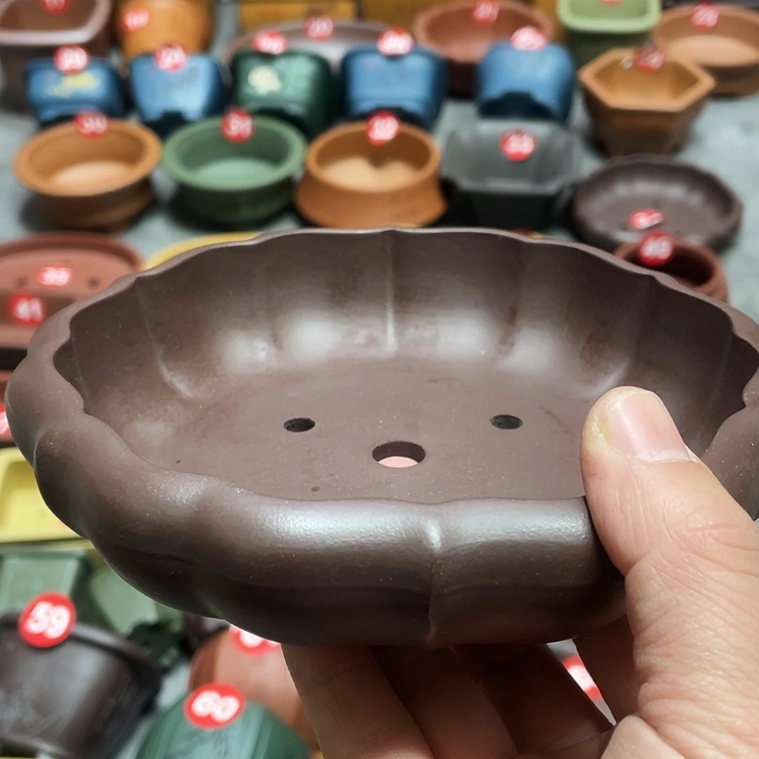 紫砂小盆14*3cmmmmm