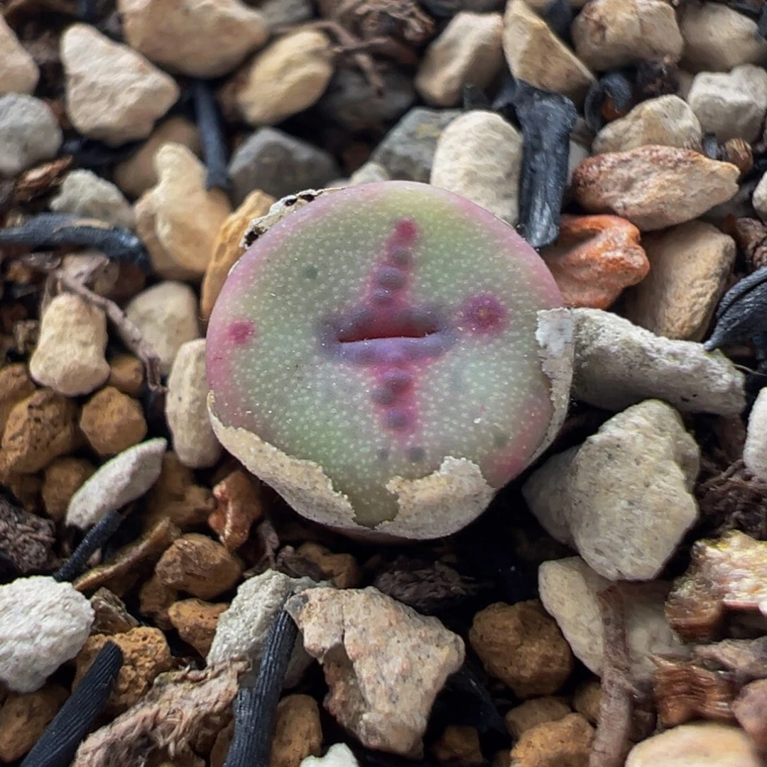 145多肉植物种类和