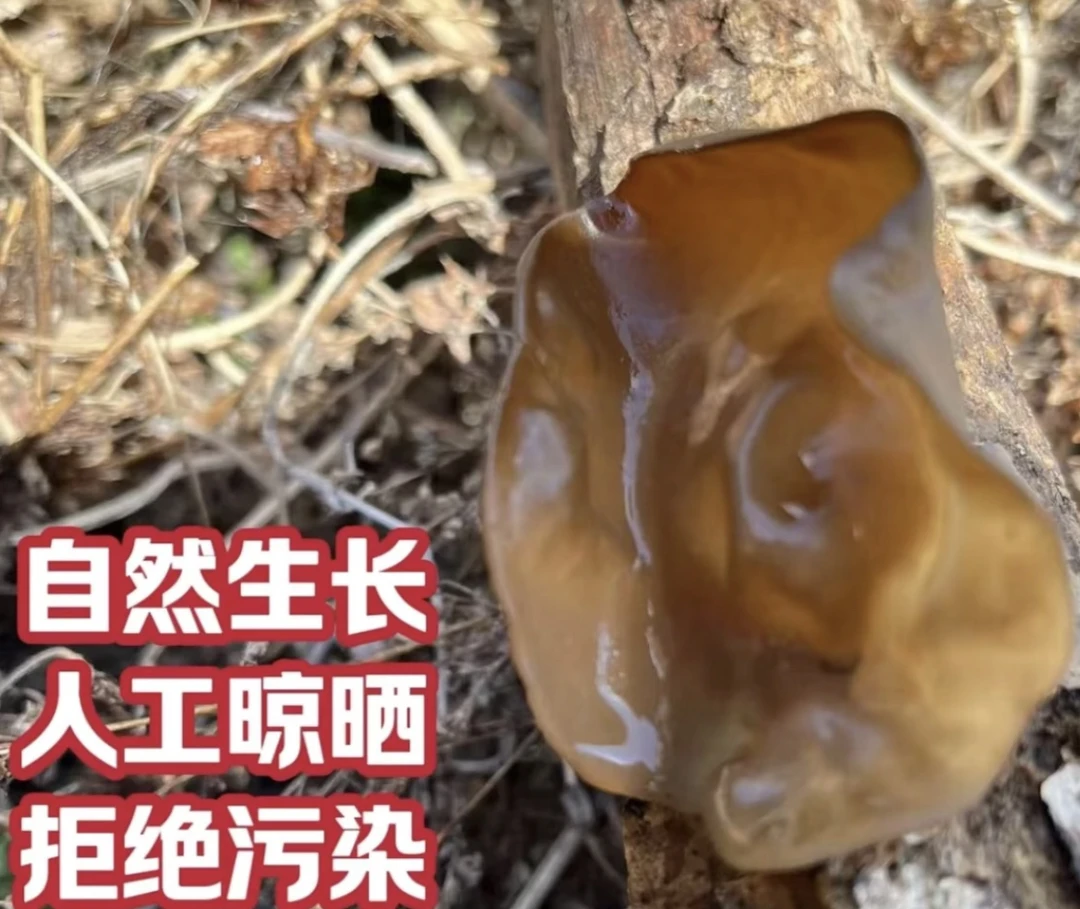 【大木耳】深山特产丑木耳