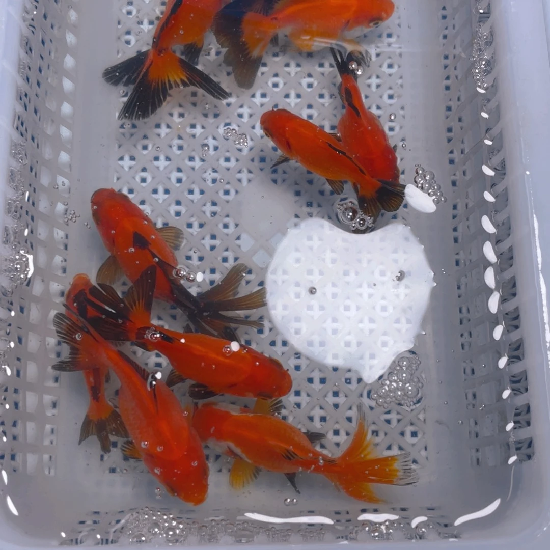 海水鱼黄身黑尾10条，3-5厘米（非一物一拍