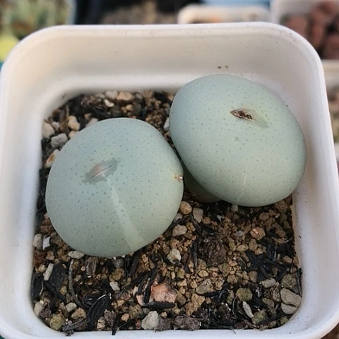 多肉肉锥 Y172超级大饼