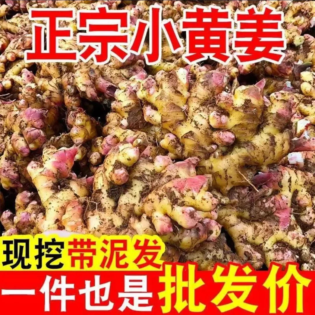 正宗高山小黄姜新鲜现挖红芽嫩姜仔姜当季蔬菜可做泡醋姜生姜