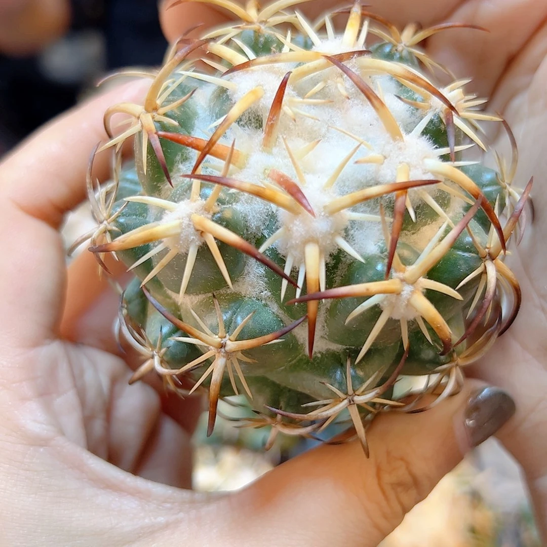 苗接钢钉6公分无根