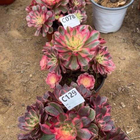 多肉植物倾城黑魔锦