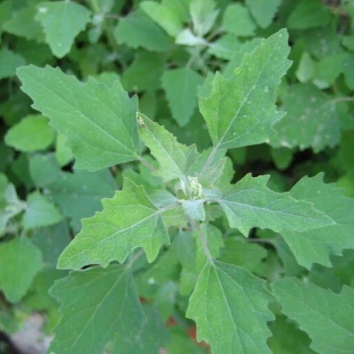 野生灰灰菜灰条菜新鲜采摘野菜叶菜灰灰菜蒸菜凉菜做窝窝头农家菜
