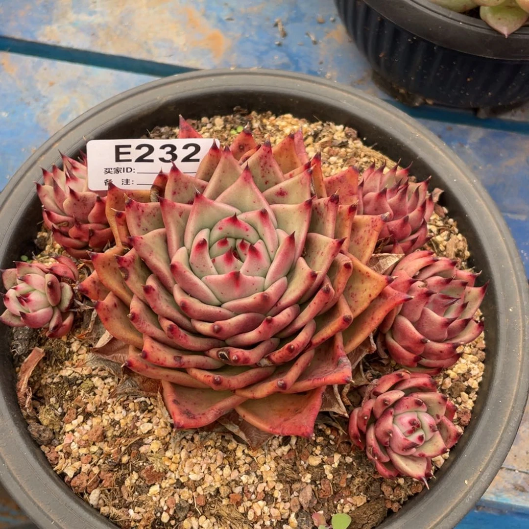无花朵若如东云单拍E232