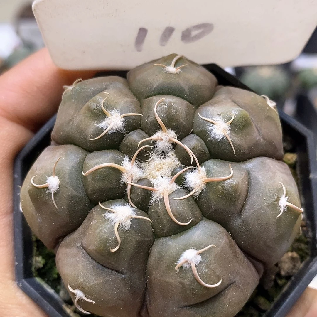 铅皮福利特价来了来