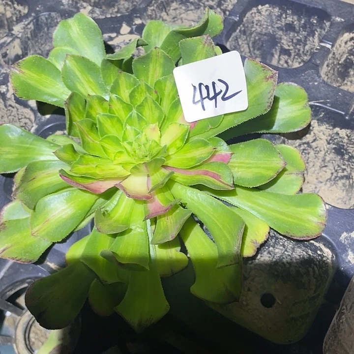 法师植物知否法师442