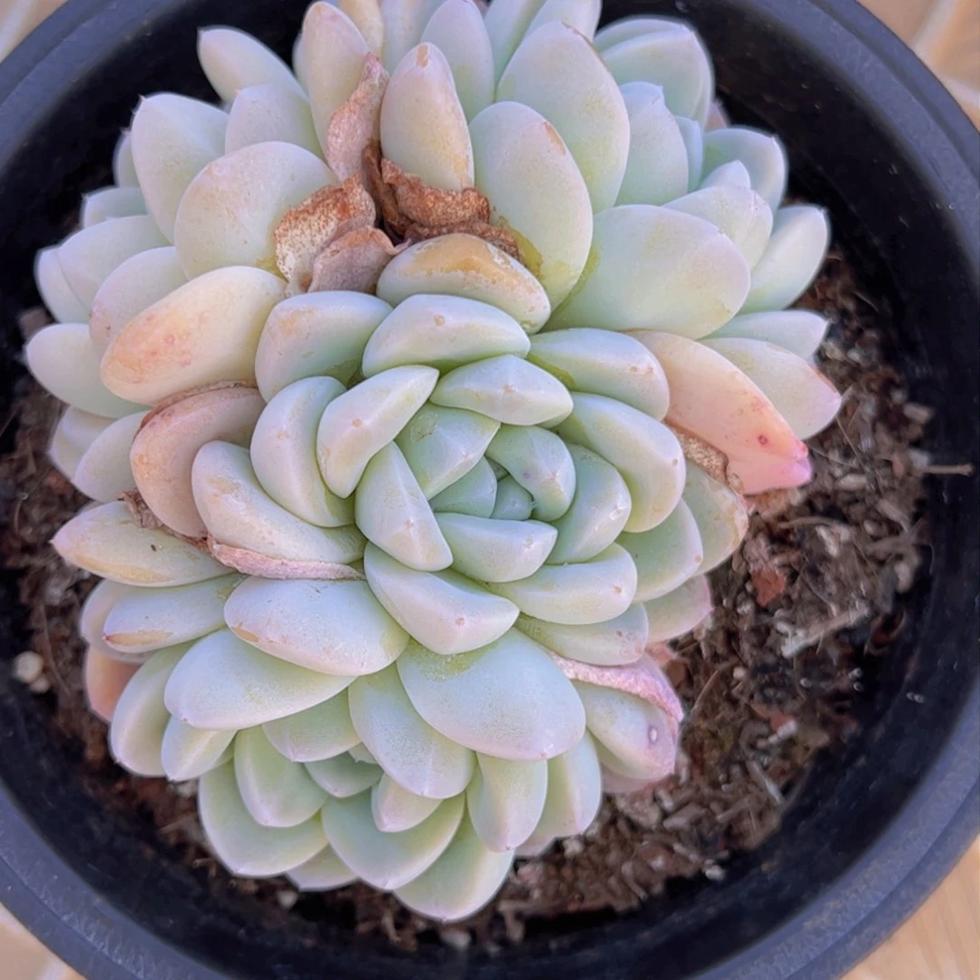 成**凡冰玉1520一物一拍