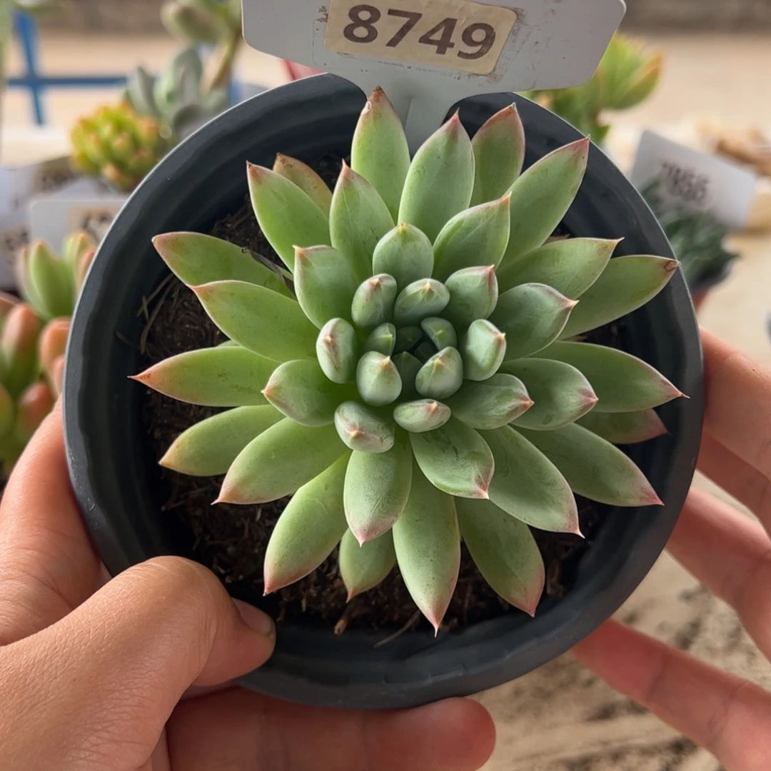 【闪购商品】厚叶草。8749。111111111