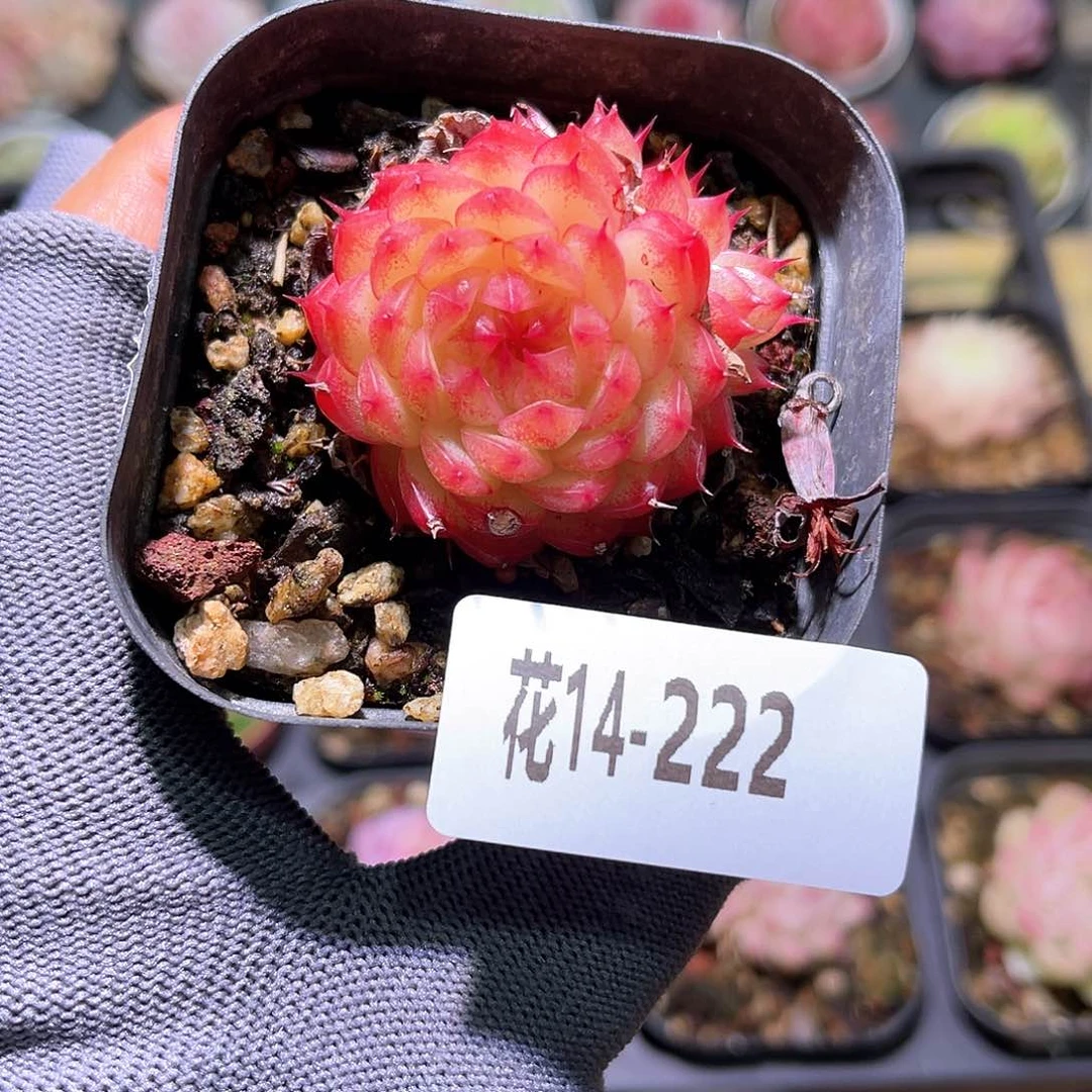 花14-222海王带仔