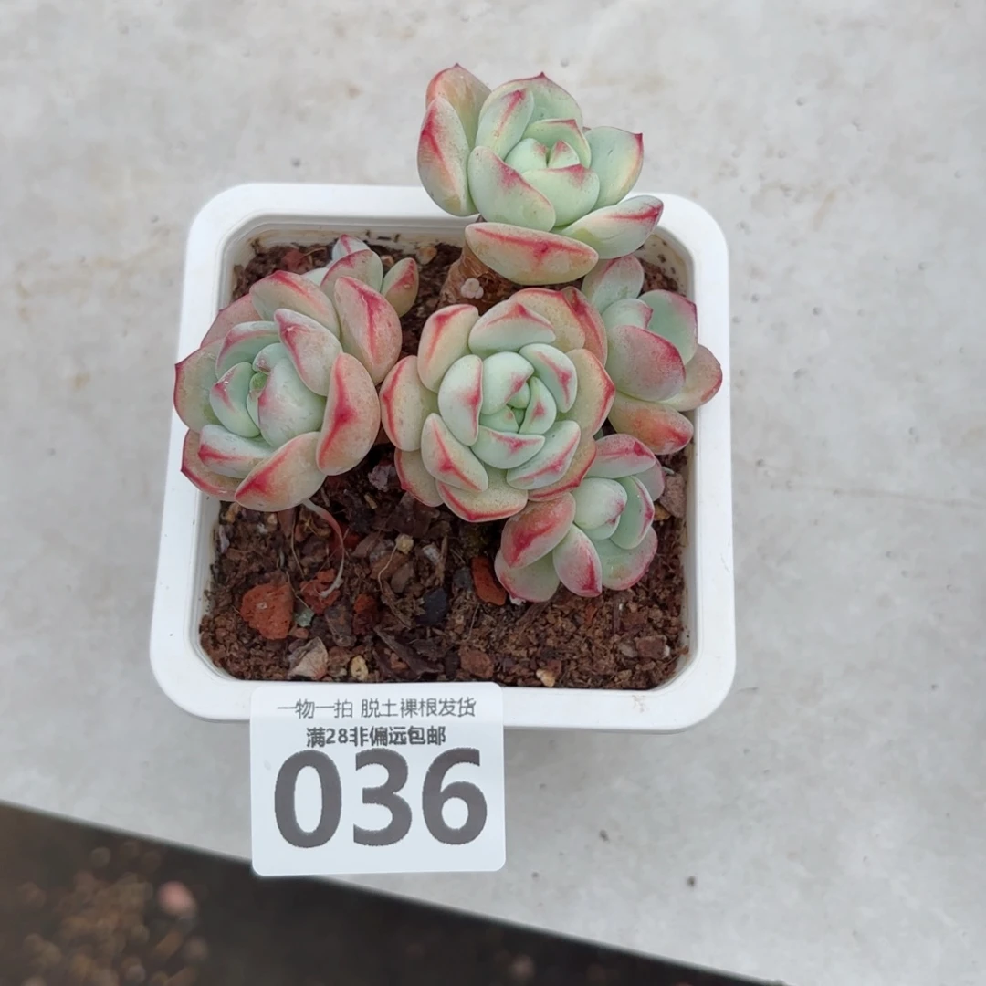 香草老桩无盆土发货