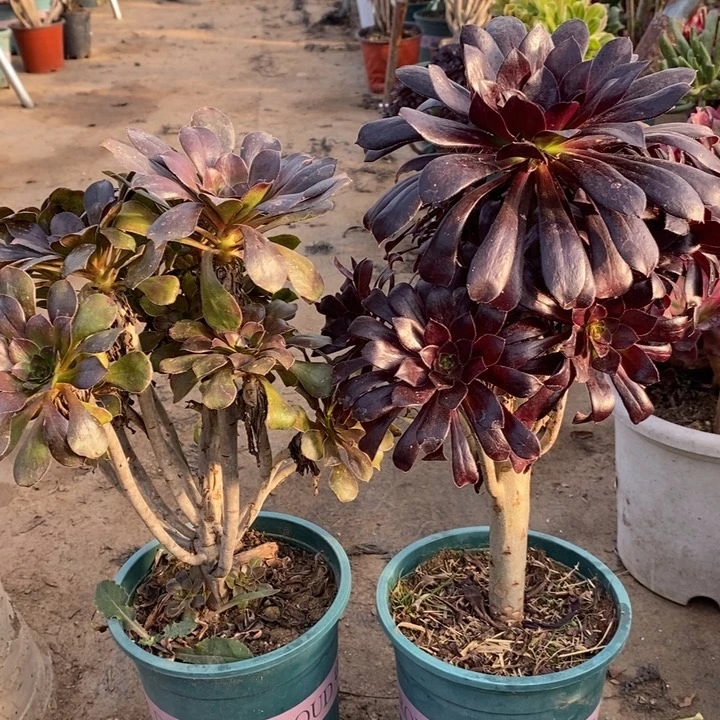 两颗多肉植物34。