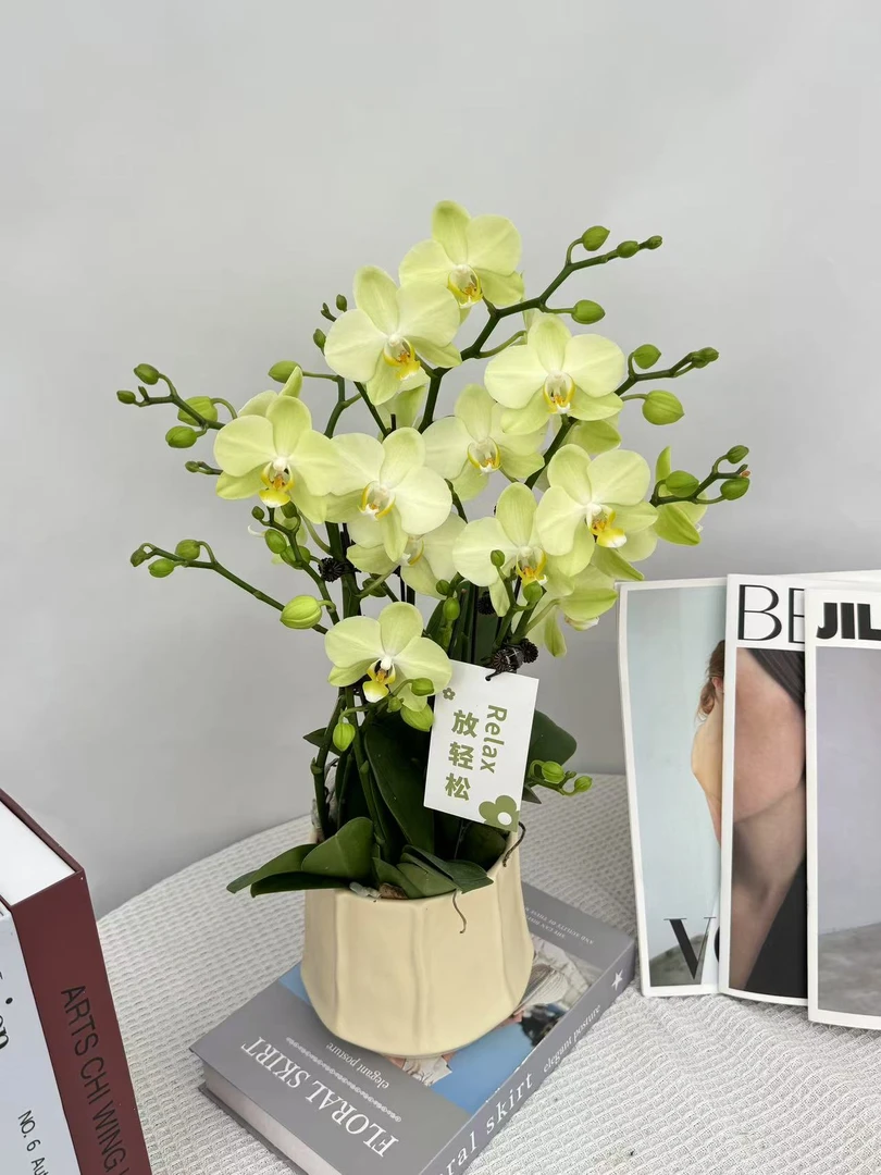 《卡利》绿色系 蝴蝶兰 鲜花绿植 送礼 礼品 室内绿植