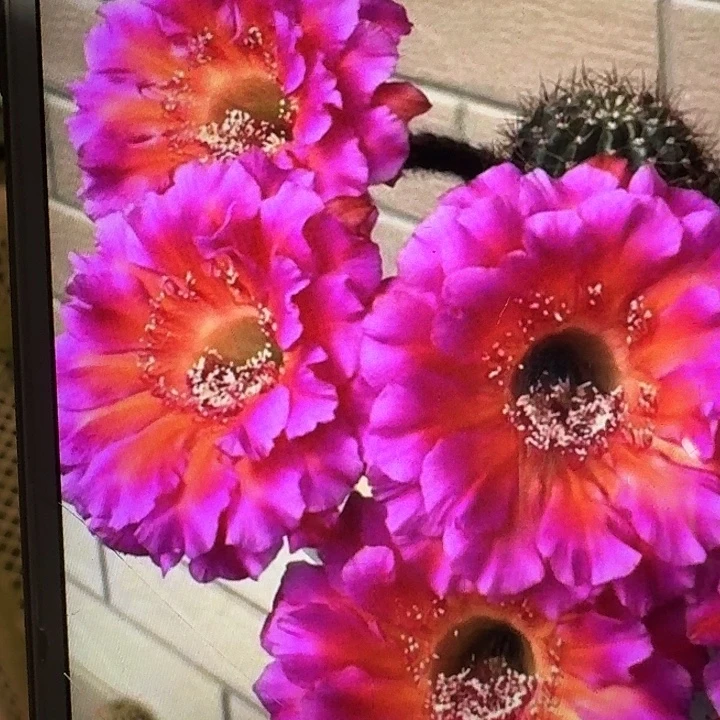 闪耀侧芽4公分左右彩草20包邮）