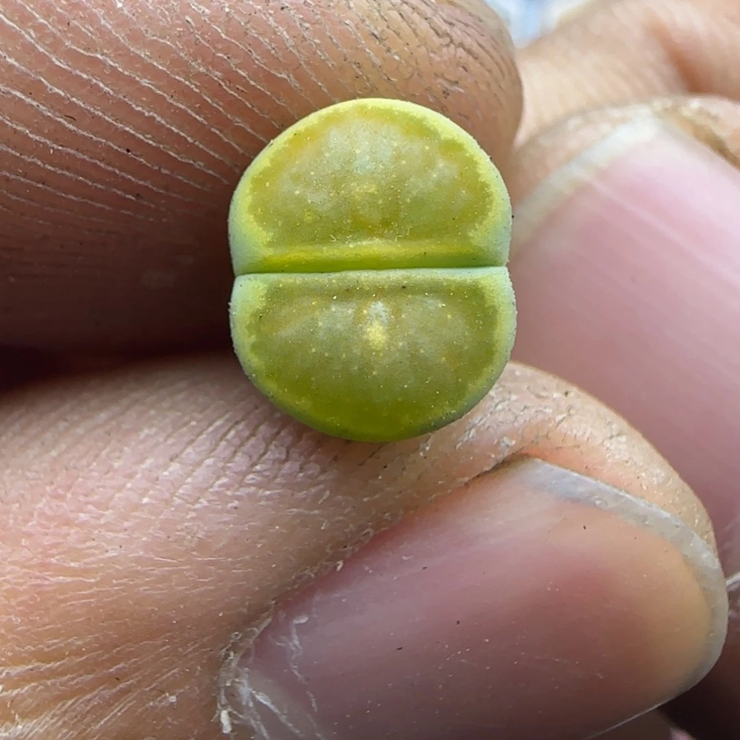 604 生石花大棚直播