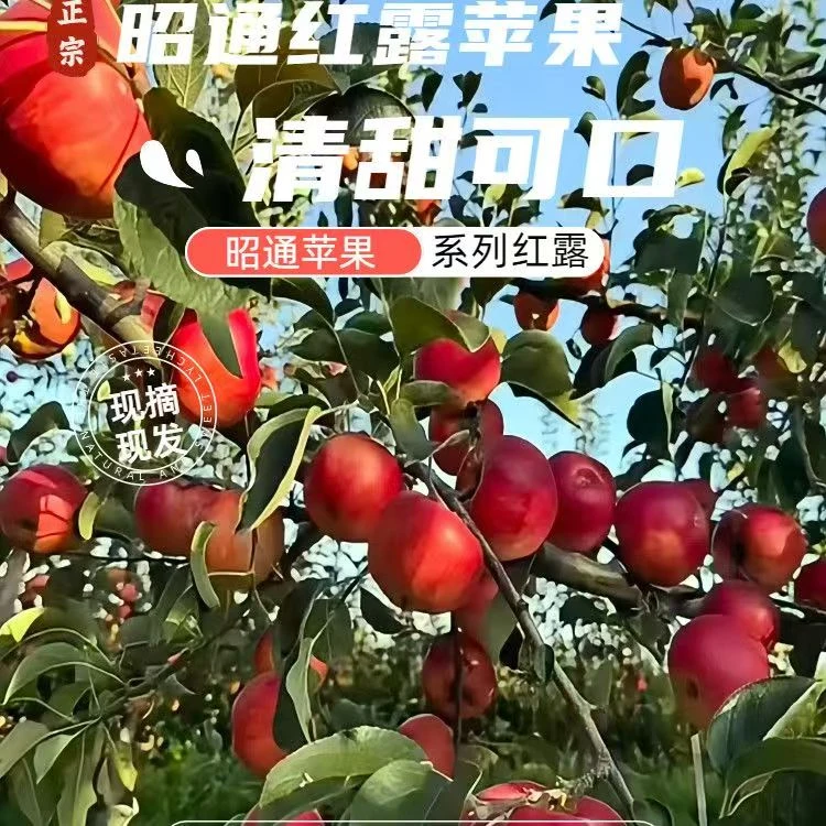 云南昭通红露丑苹果脆甜多汁冰糖心新鲜当季水果甜苹果