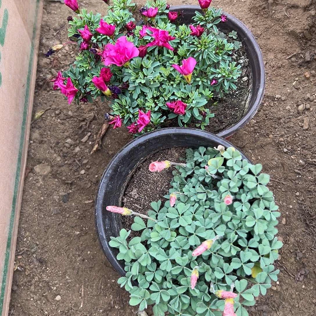 紫***鸢多肉植物多肉植物