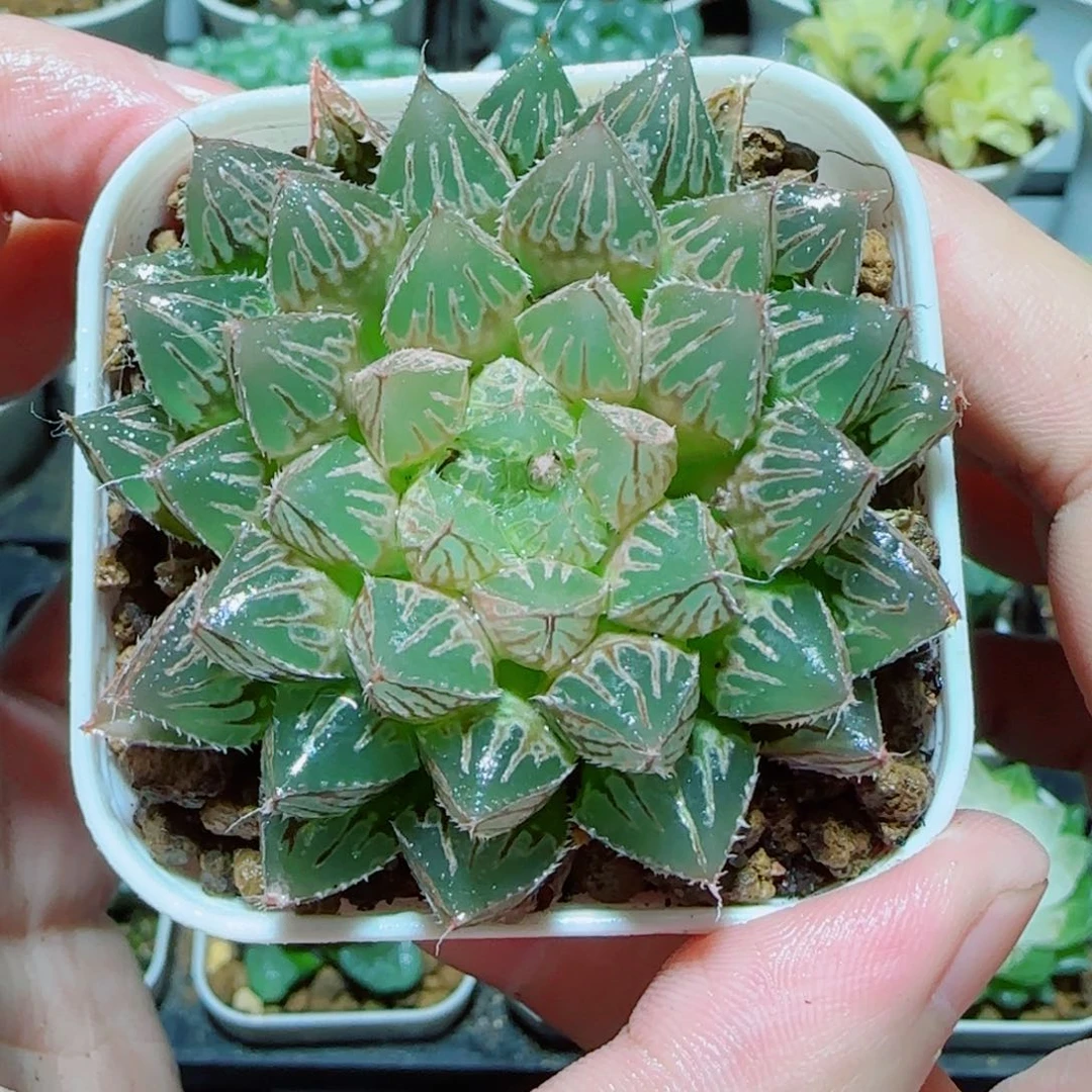 粉楼兰玉露多肉