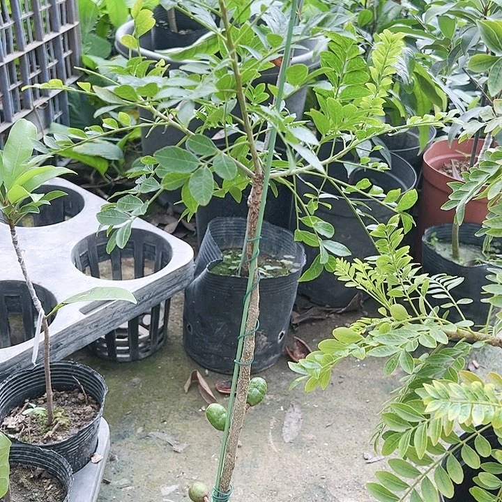 羊羔毛哉2467788999