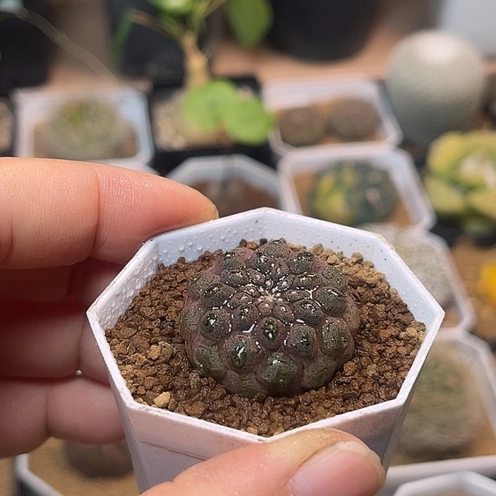 无花朵3cm蜥蜴皮自根