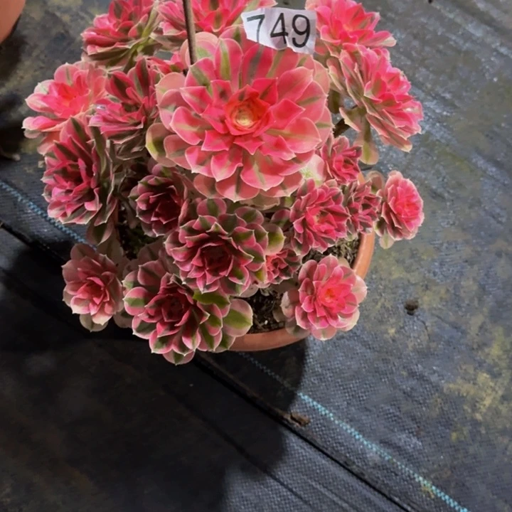 00000000000749少女心福利价