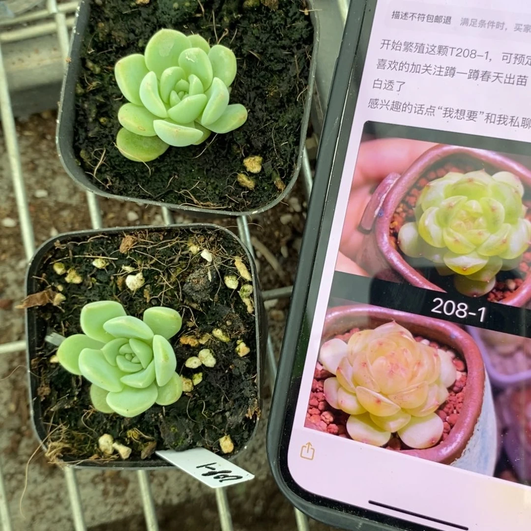 上盆甜心208-1苗一个