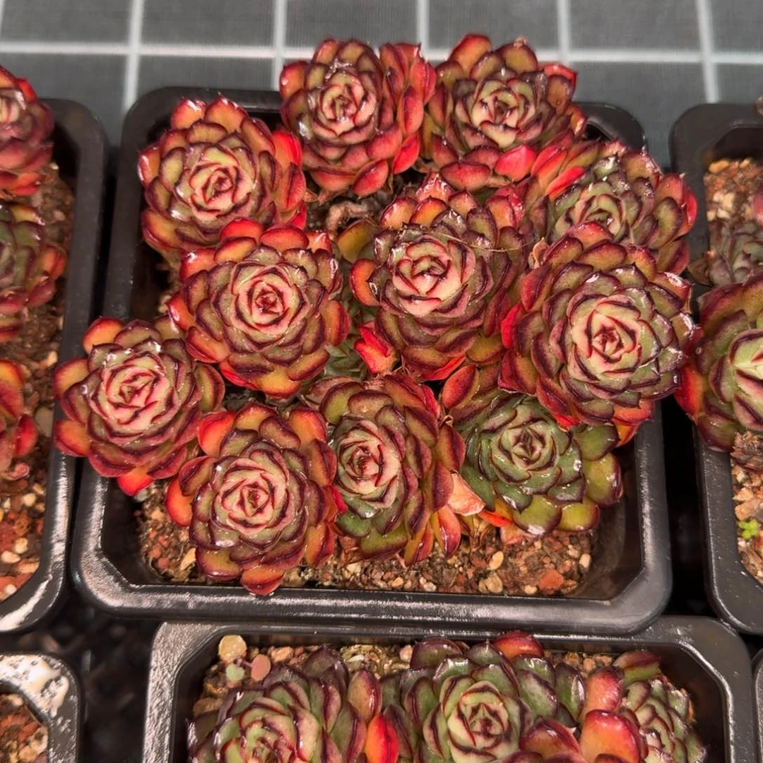 从前慢花园精选萤火虫