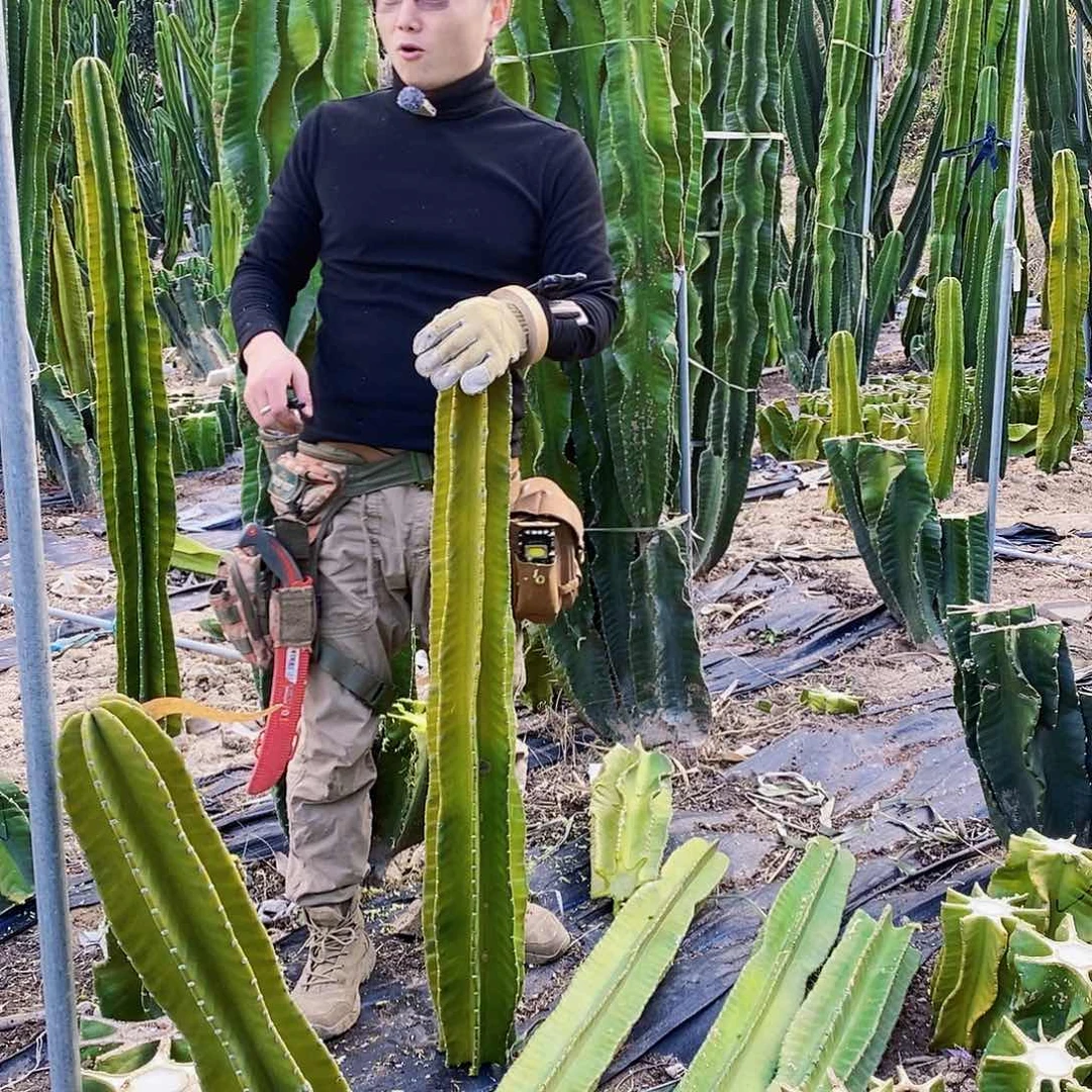 秘鲁苹果高度110厘米左右无根