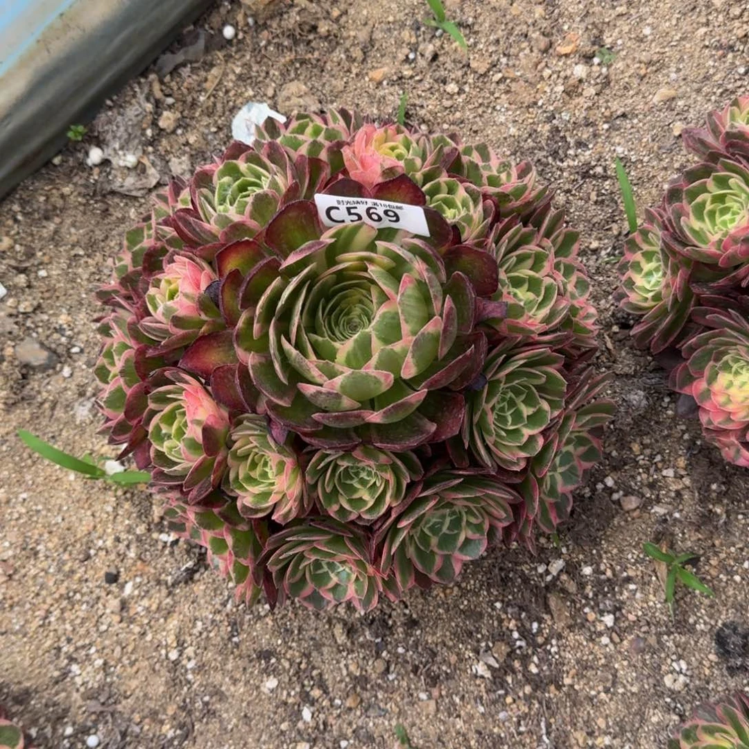 贞*569海王多肉植物