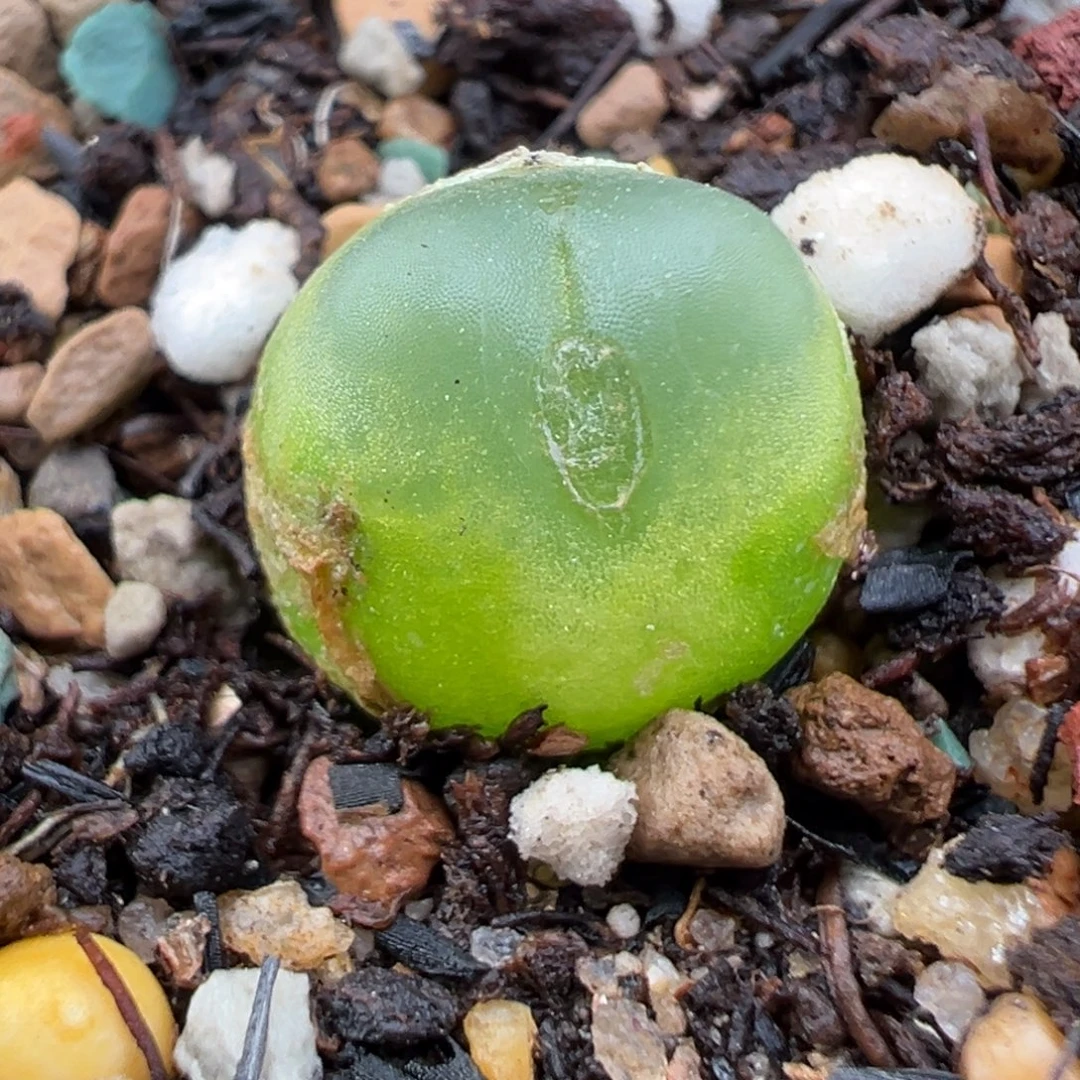 10.24好看的多肉脱土发货379