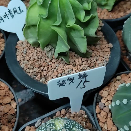 花****实生皱棱鸾凤玉脱盆发货