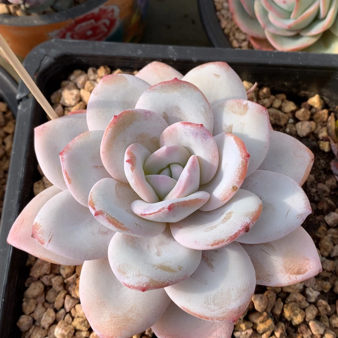 我们家的小姐姐们都