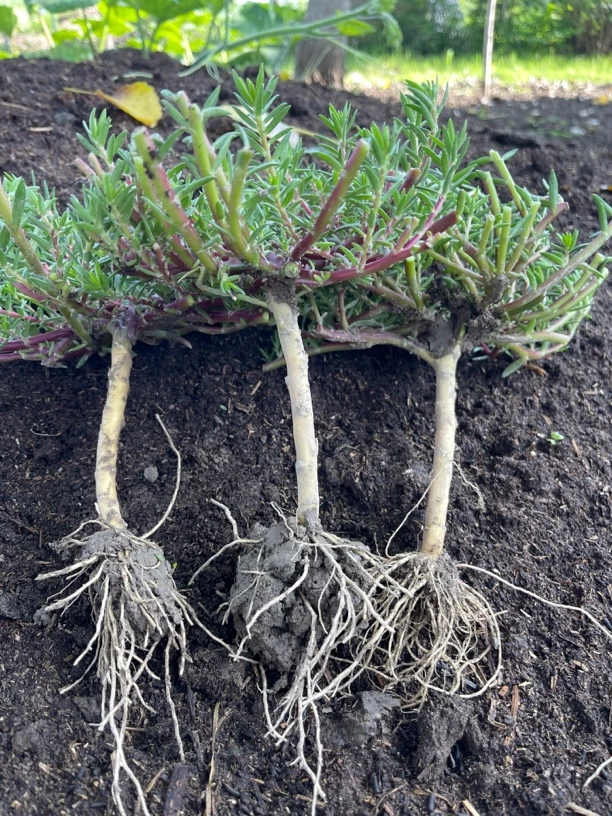 太阳花老桩玫红王不带枝条 全部修剪发货