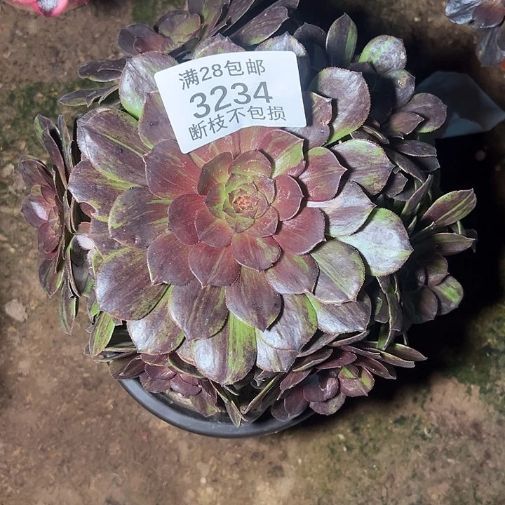 3234花月夜多肉植物
