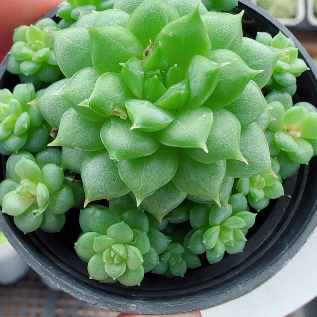 花语逸镜0924-91叶伤整