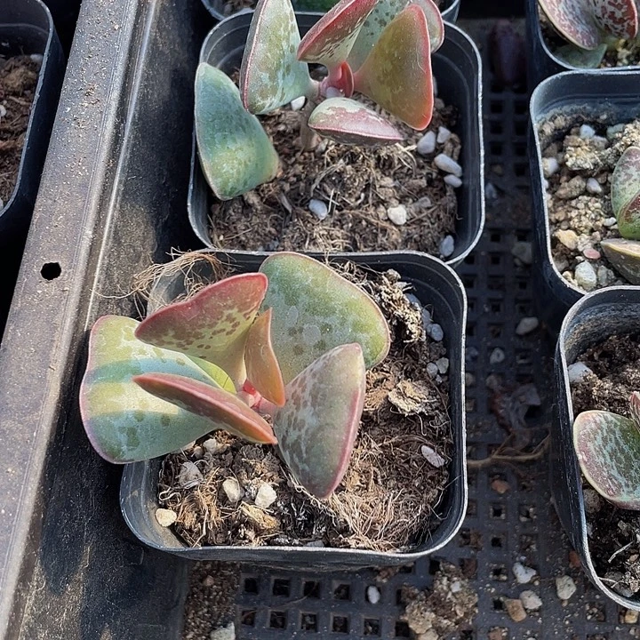 爱心水泡带盆土发