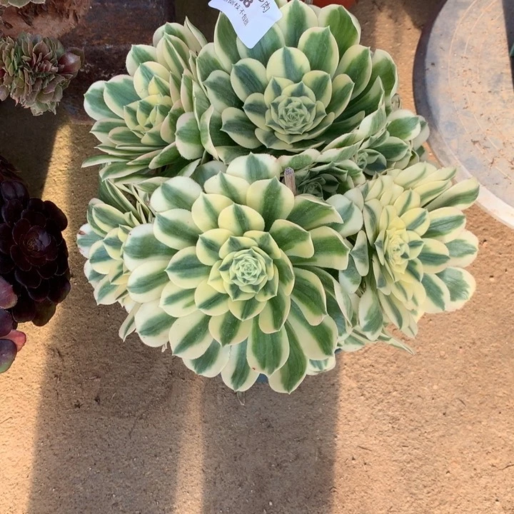 168迈巴赫多肉植物