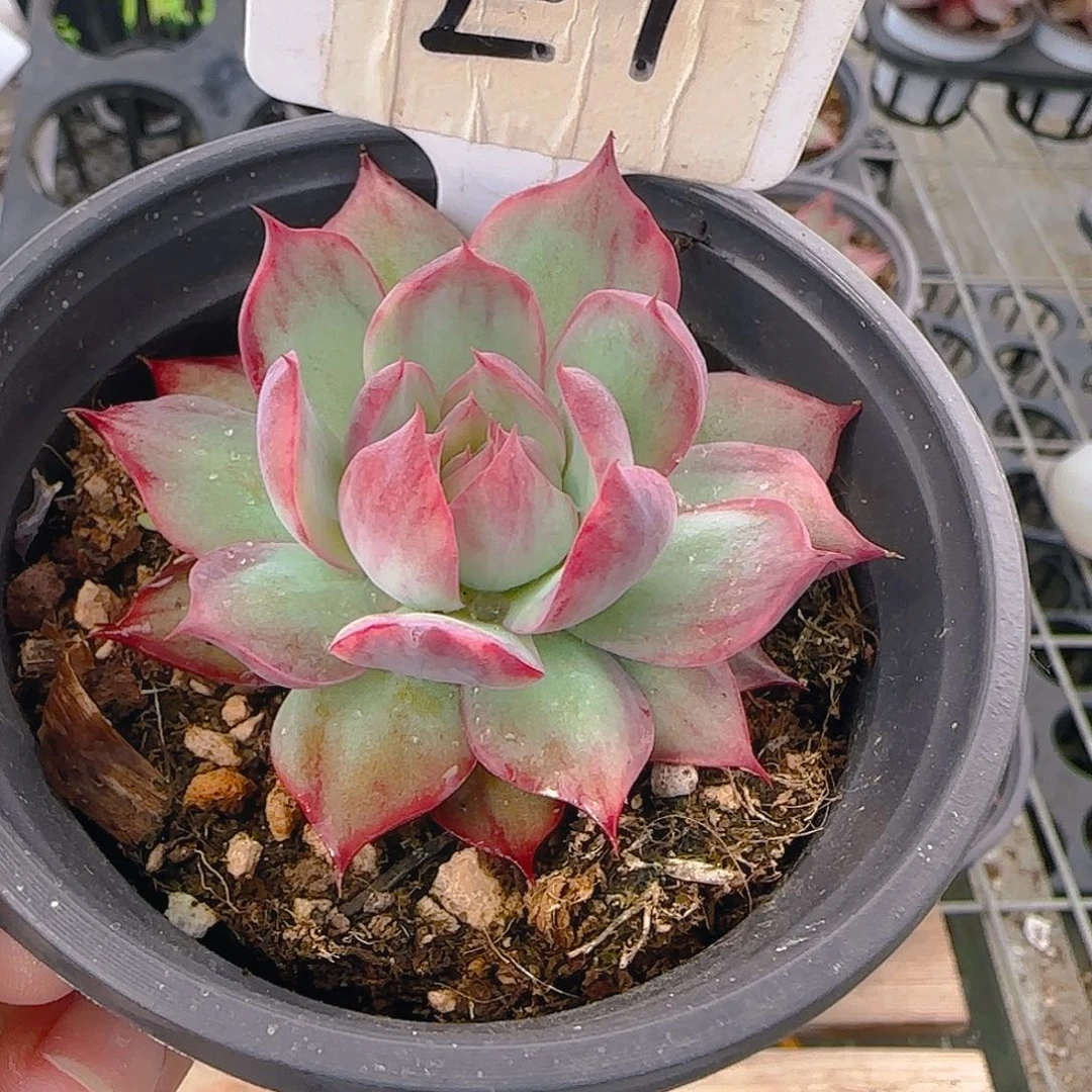 E1 惊鸿仙子多肉