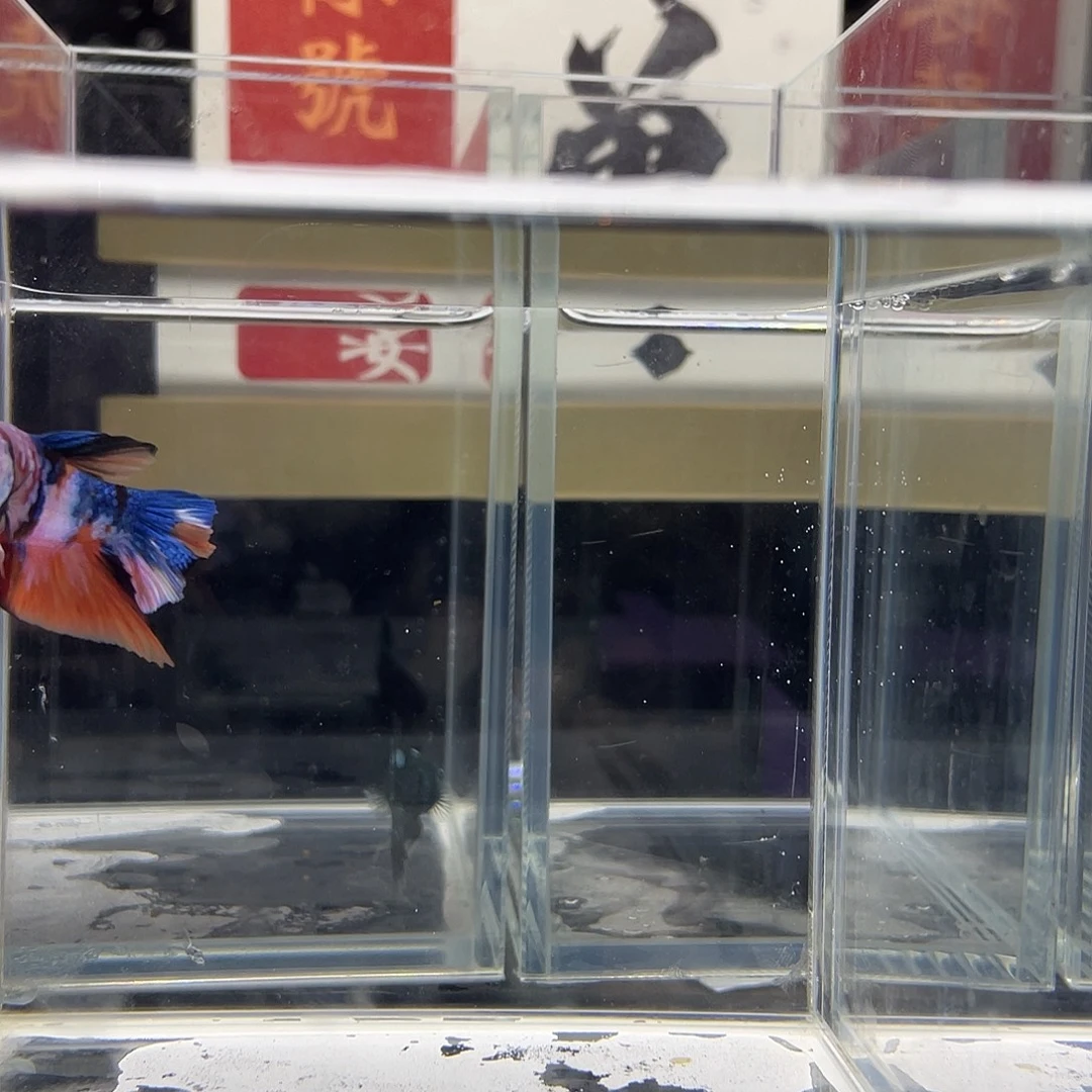 斗鱼可博高端精品成鱼竞拍0923