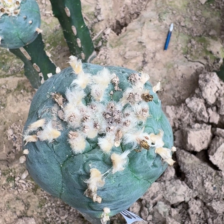 无花朵588长毛肋骨仙