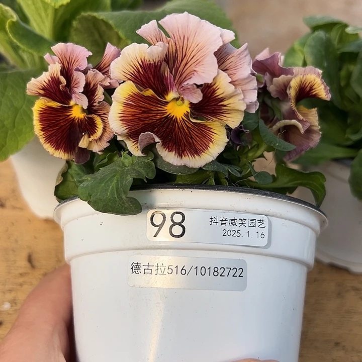 红陶抖音直播闪拍98