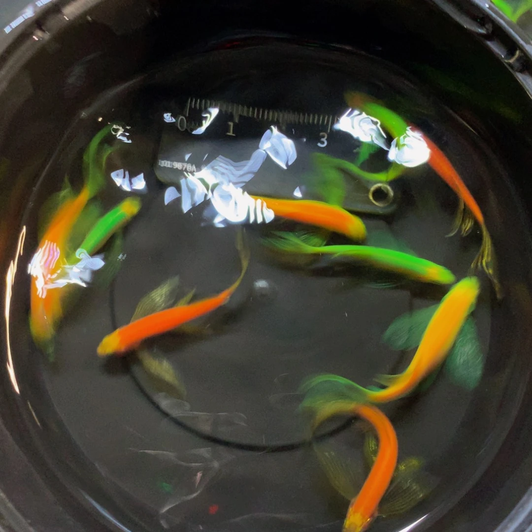 斑马鱼中号碟翼斑马混搭9条（运损均价赔偿）