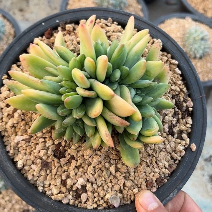 海洋之歌群生缀化多肉