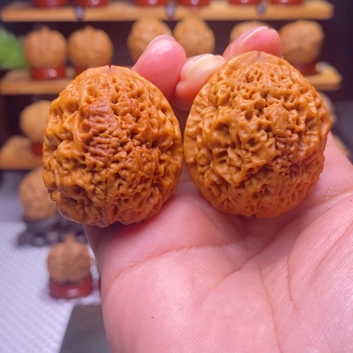 核桃云铁 七星绣球41号