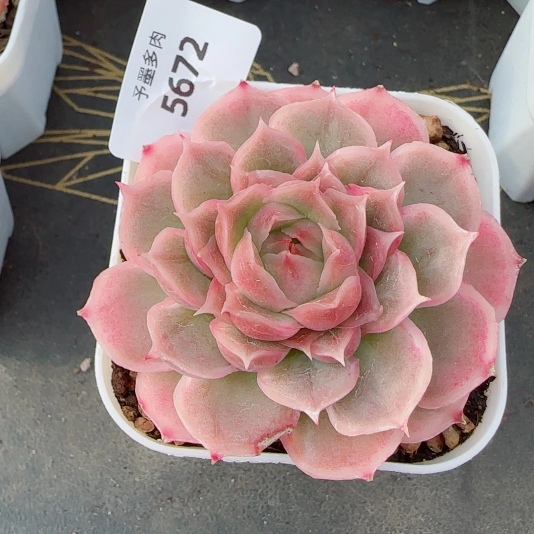 水晶虾饺，5672多肉植物