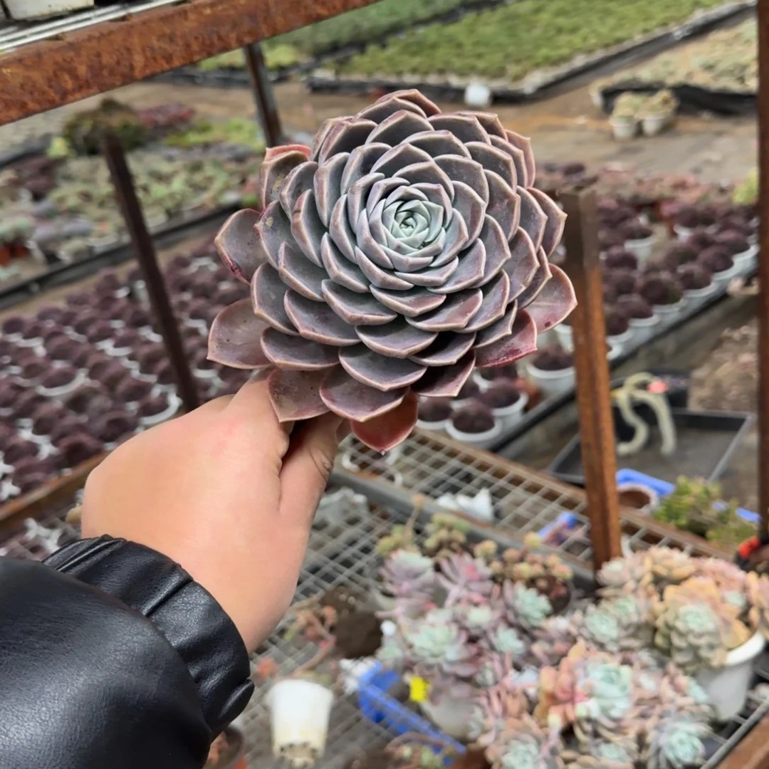 紫牡丹老桩单头起