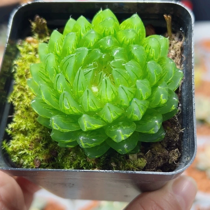 十二卷多肉蝉翼玉露