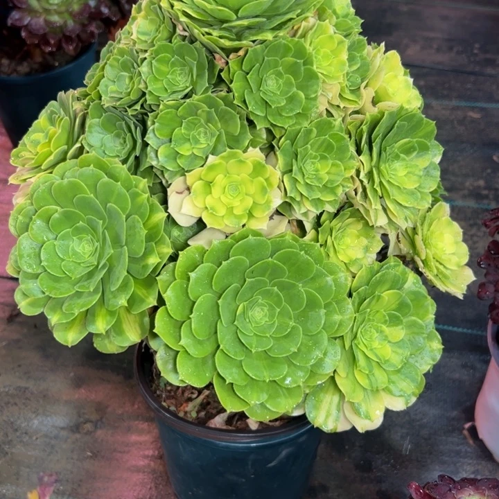 七彩琉璃264多肉法师一物一拍