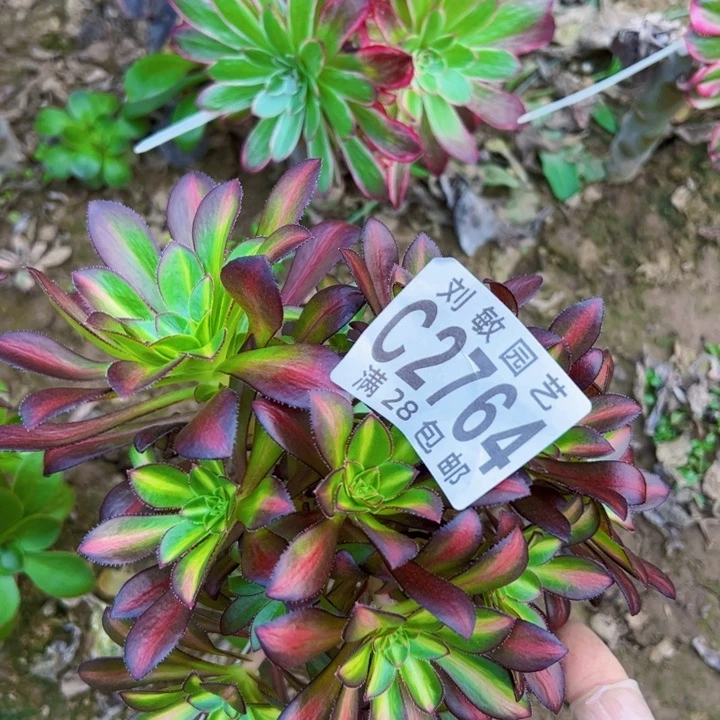 2764多肉植物法师法师法师